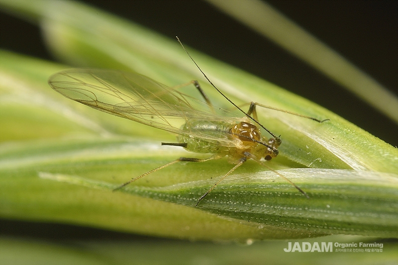 Jhod Insect English grain ahid