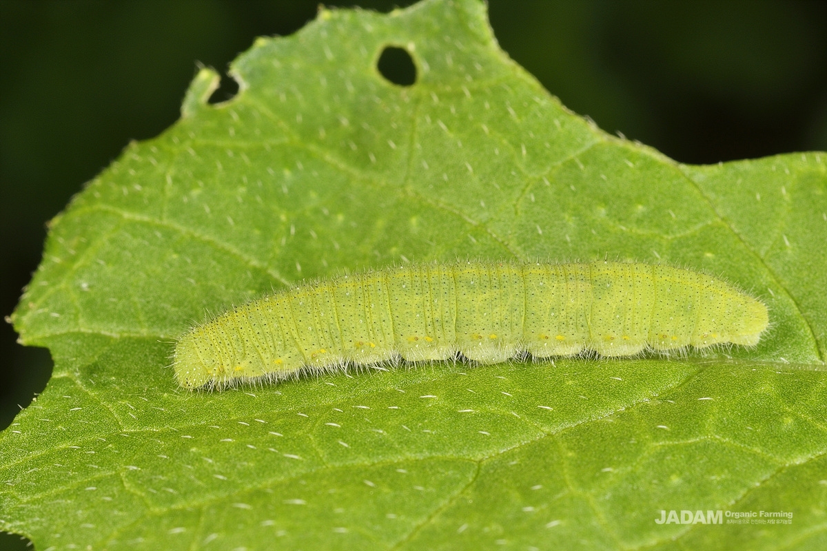 Kabaah Insects Common cabbage butterfly
