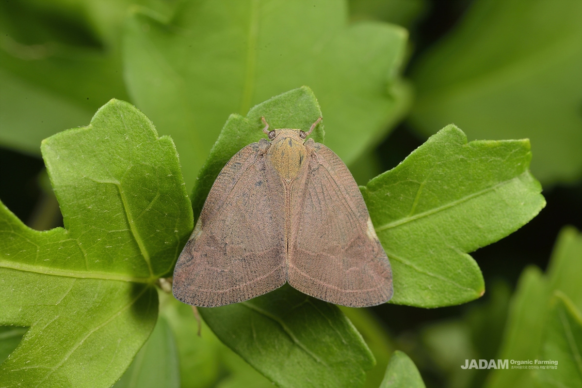 Ricanid plant hopper < Insects < JADAM articles < 기사본문 - JADAM