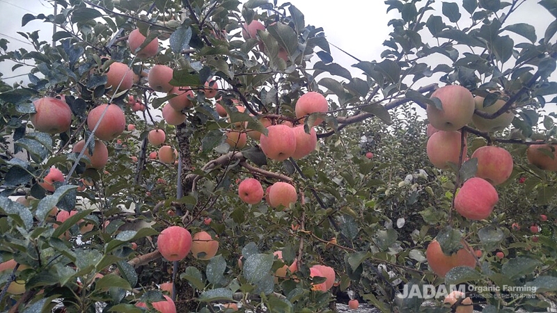 Jadam wetting agent should be avoided when fruits are young and still have hairs