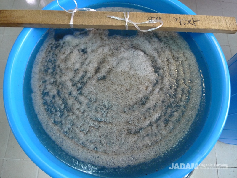 When foam is vigorous, it is complete기포가 왕성하게 일어나고 원형이 완전한 형태로 이뤄지면 배양이 완성된 것이다.