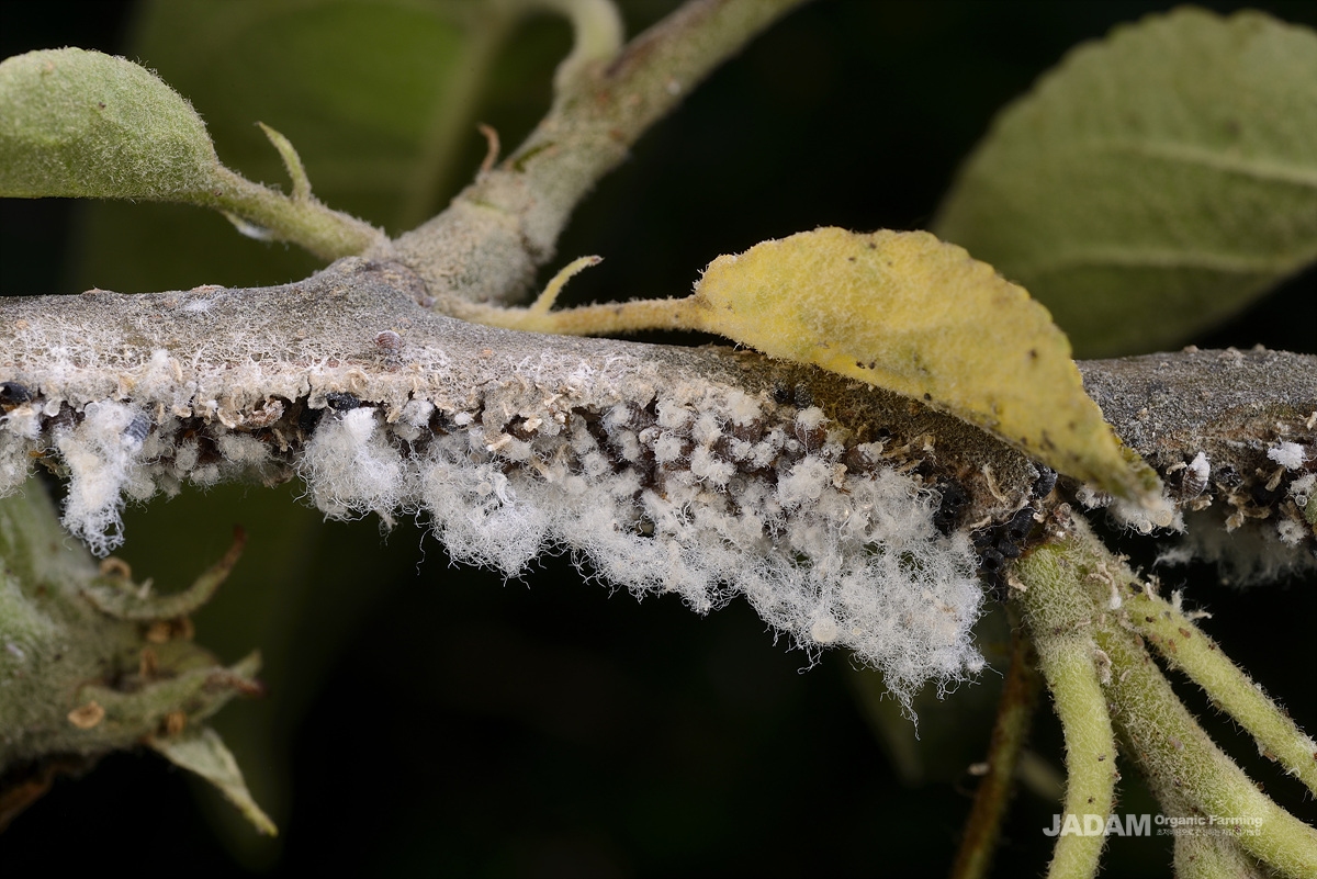 Wooly apple aphid