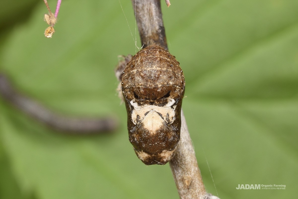 Prunus Hairstreak pupa