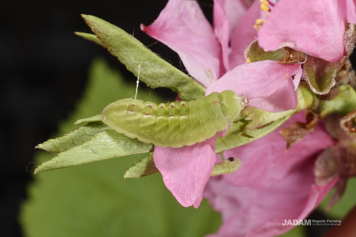 Prunus Hairstreak last instar larva