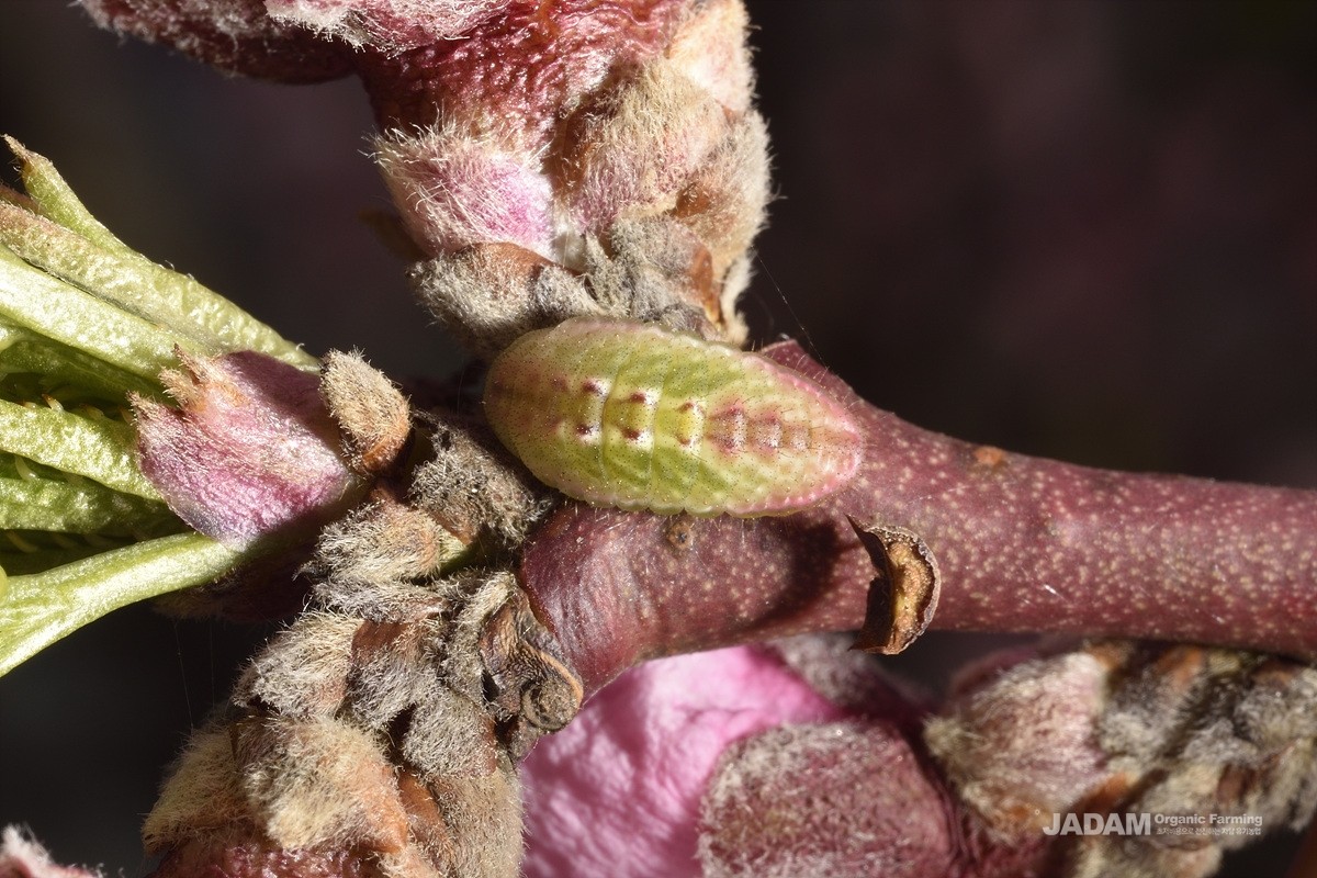 Prunus Hairstreak early instar larva