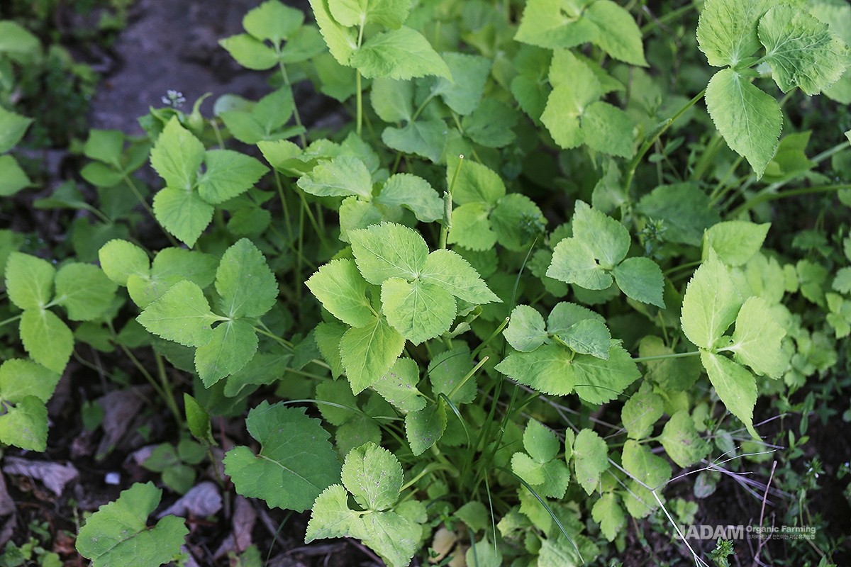 Mitsuba grows in forests or along forest edges, in semi-shaded and slightly moist area.