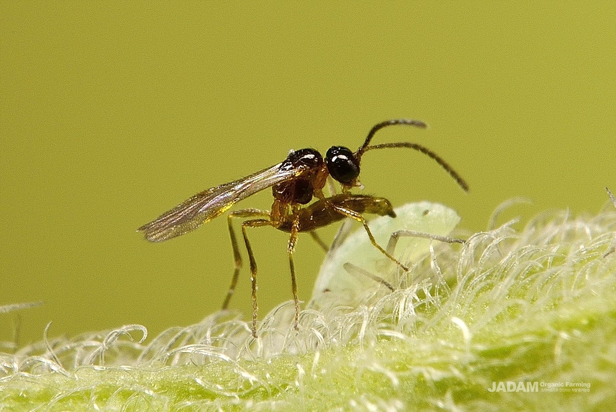 [The story of predator] Aphid Parasitoid Wasp