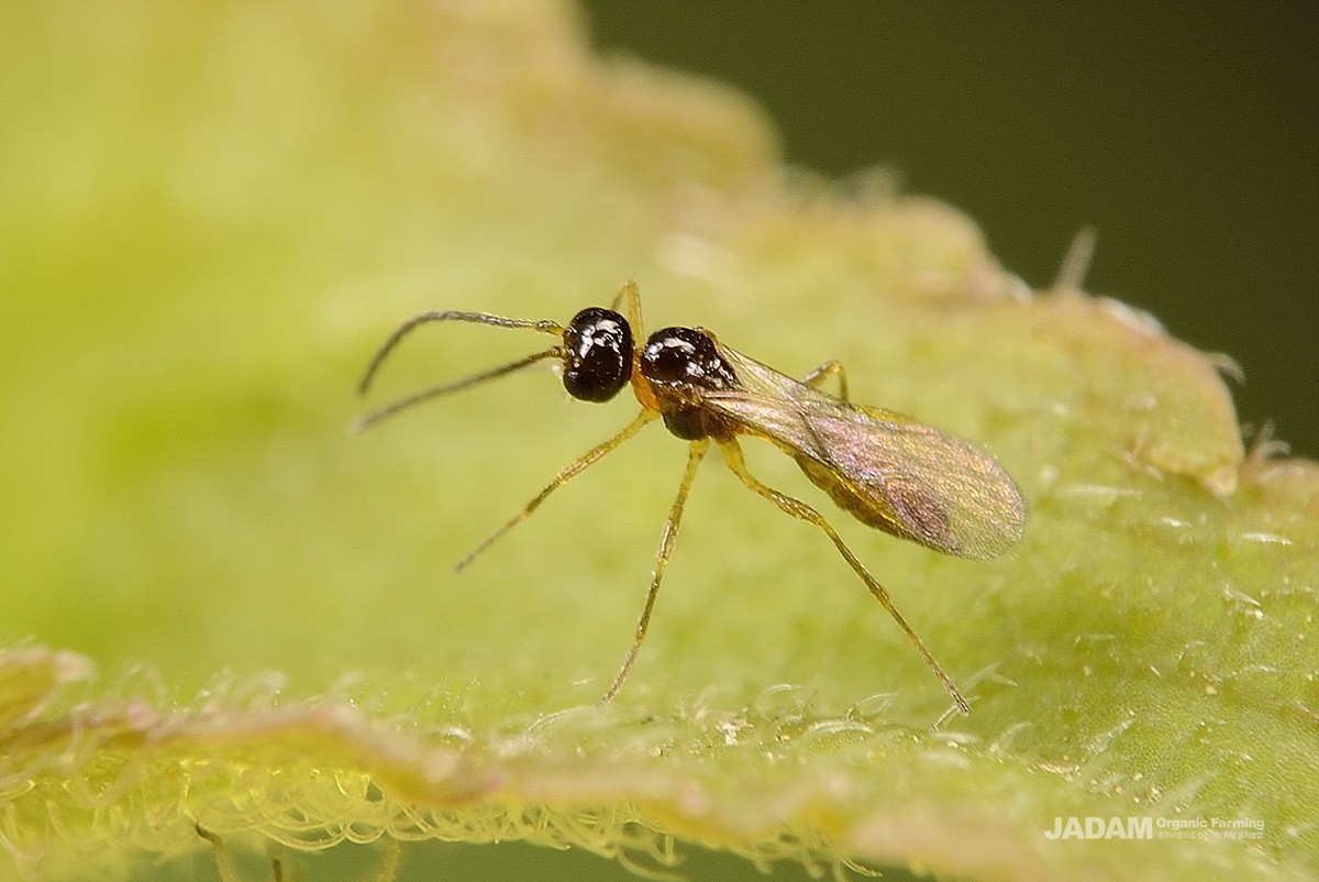 [The story of predator] Aphid Parasitoid Wasp