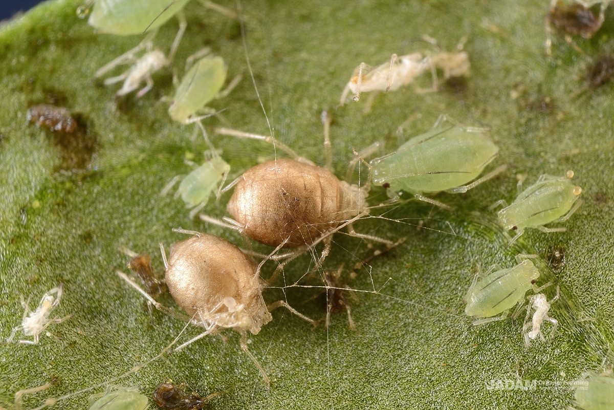 [The story of predator] Aphid Parasitoid Wasp