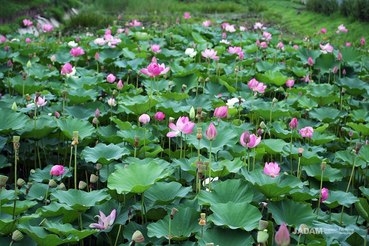 The lotus is mainly cultivated in ponds or paddy fields.