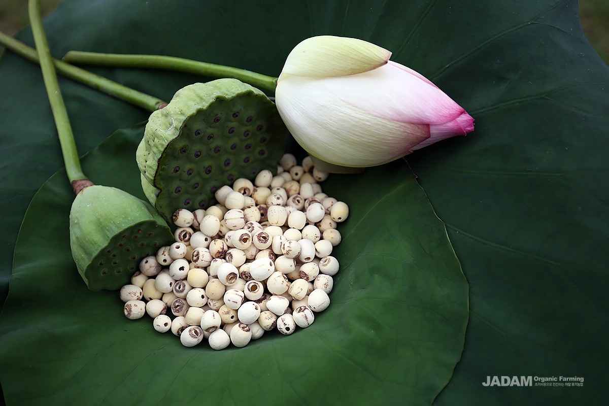 Its roots, leaves, and seeds are used for both food and medicine.