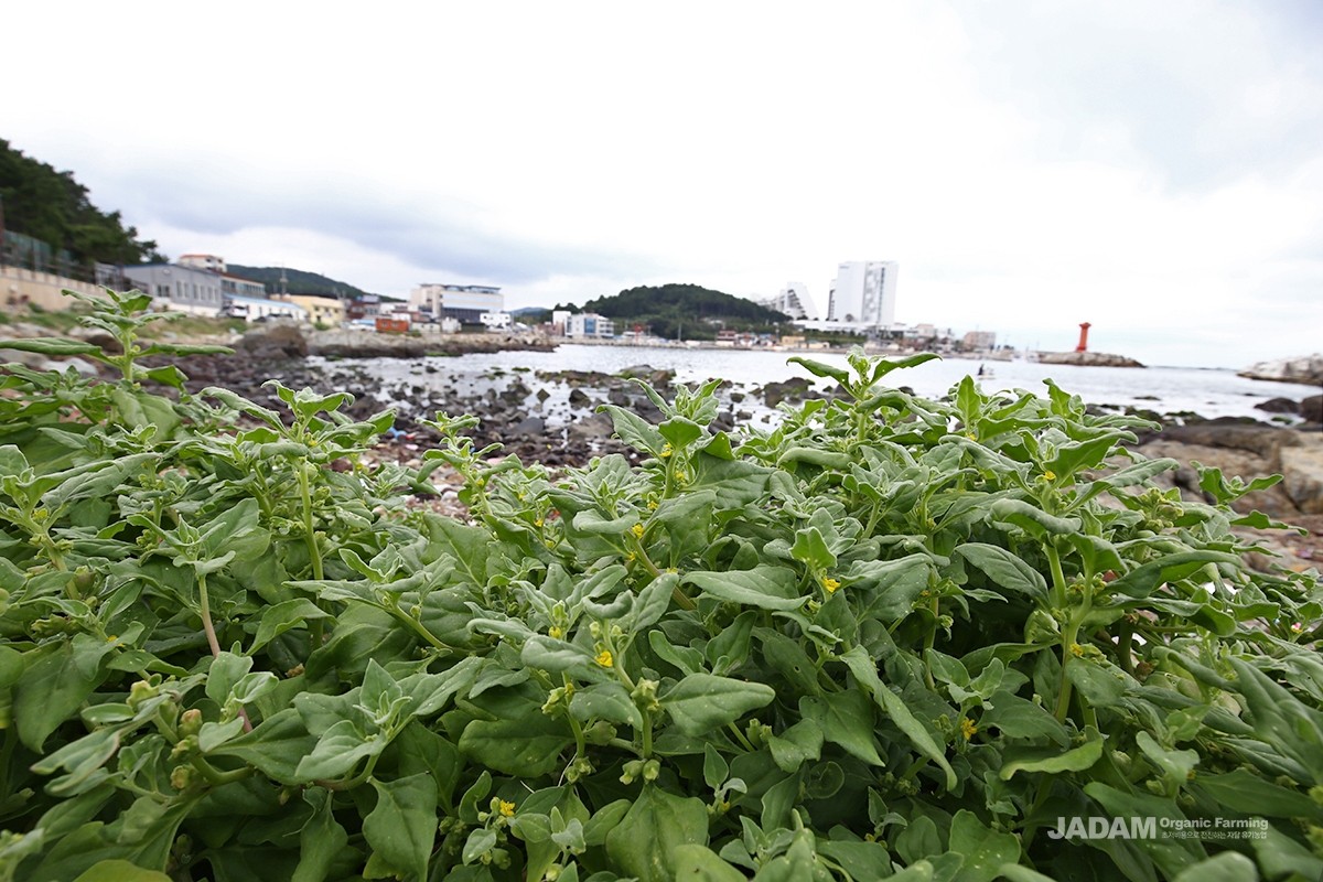 This perennial plant grows on sandy seashores, spreading obliquely and branching out like a vine.