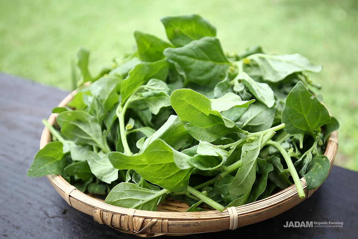 In the West, it is commonly cultivated and eaten as New Zealand spinach, and in Korea it is called seaside spinach.