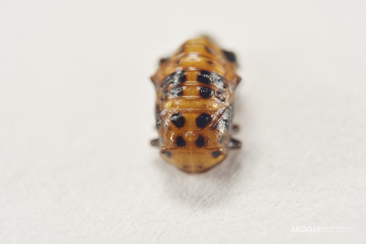 Thirteen-spotted lady beetle pupa