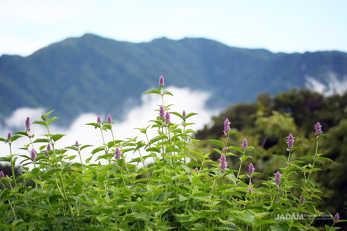 It is a perennial herb in the mint family, commonly known as Korean mint (called bang-a leaves in Korea)