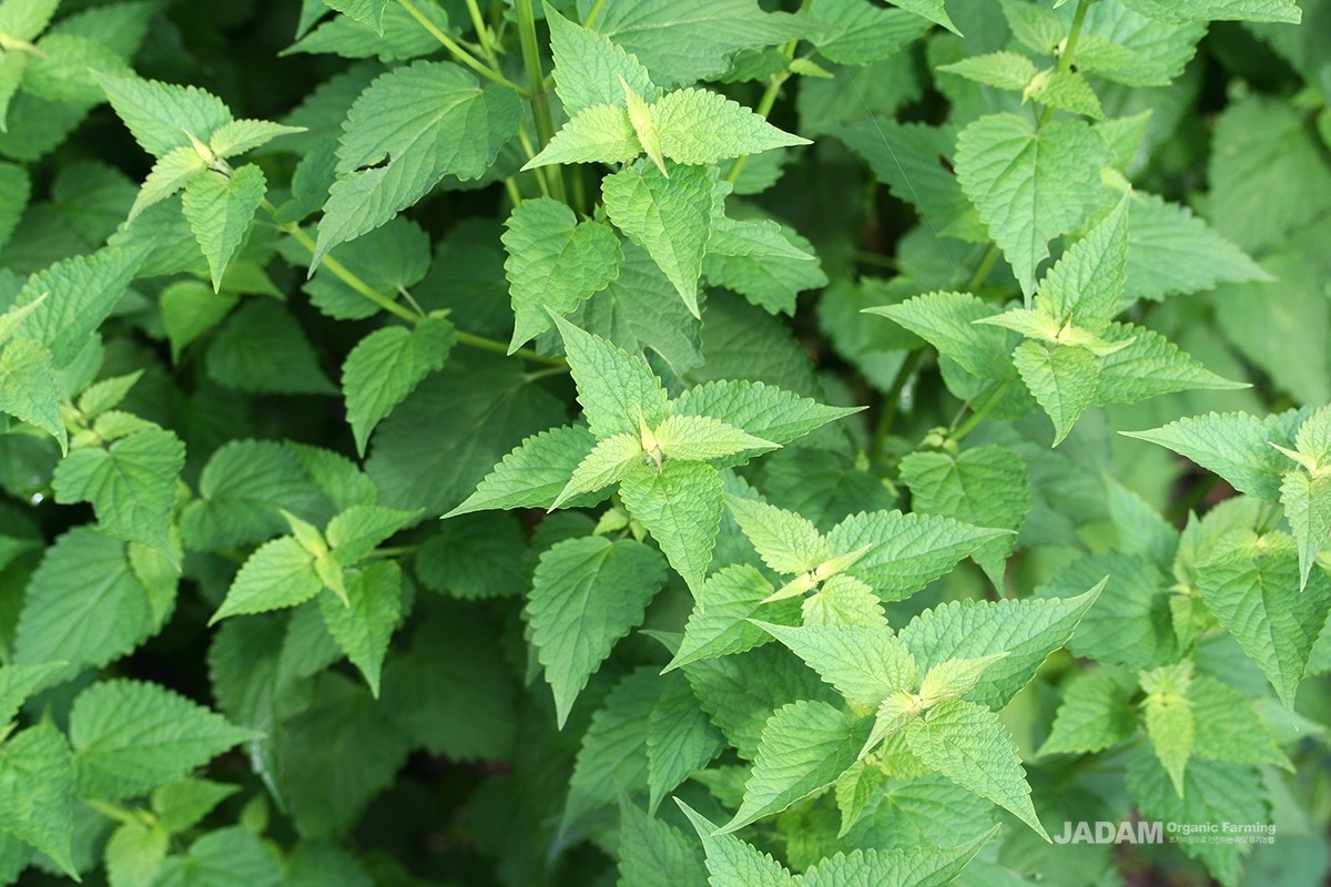 The leaves grow in opposite pairs and give off a distinctive aroma throughout the plant.