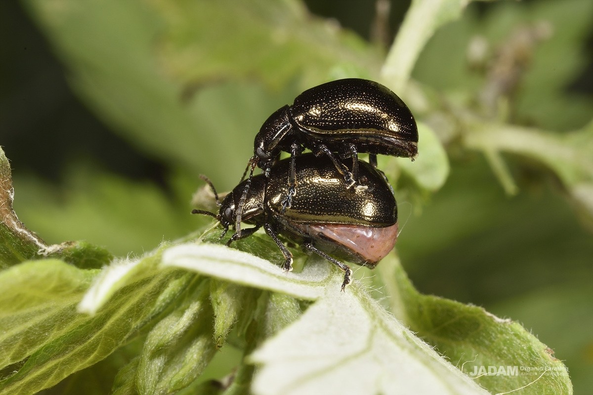 Female and male adult cabbage leaf beetles on mugwort
