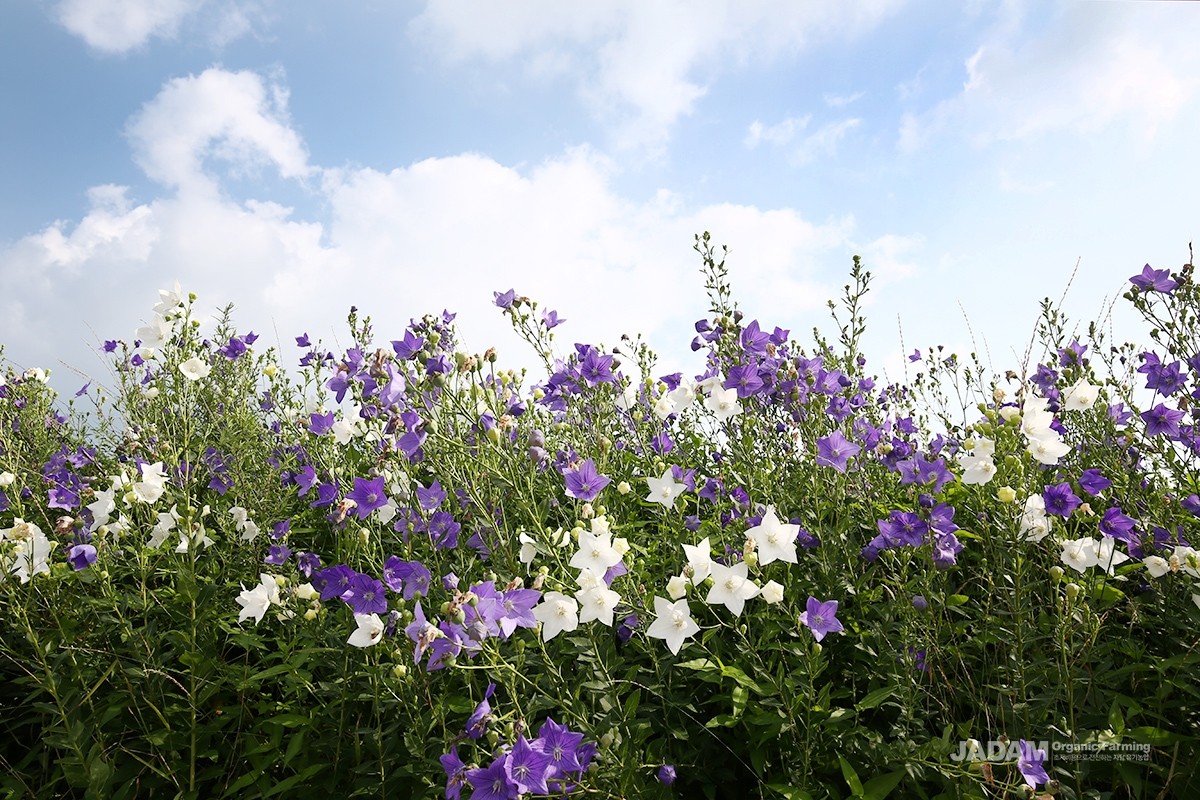 A perennial plant of the bellflower family (Campanulaceae), which grows wild in the mountains and fields or is cultivated.