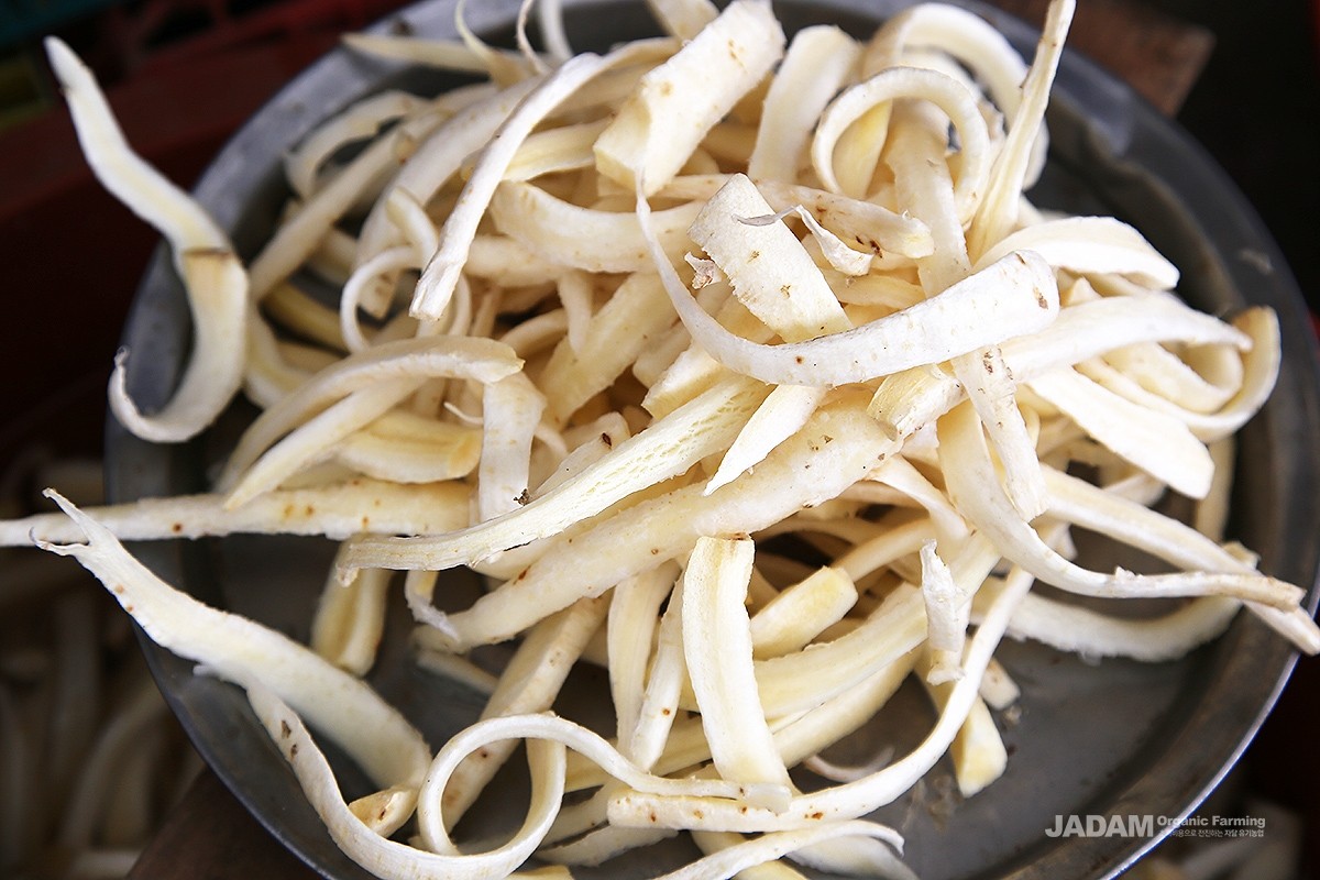 The root is peeled, soaked in water to remove its bitter taste, and then used for cooking.