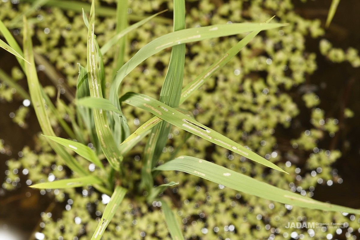 Rice leaves damaged by adult rice water weevils at the early growth stage