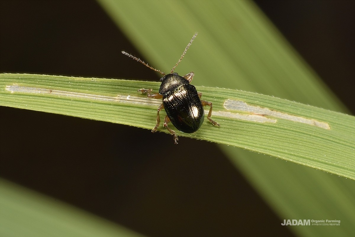 Adult metallic green leaf beetle feeding on rice leaves