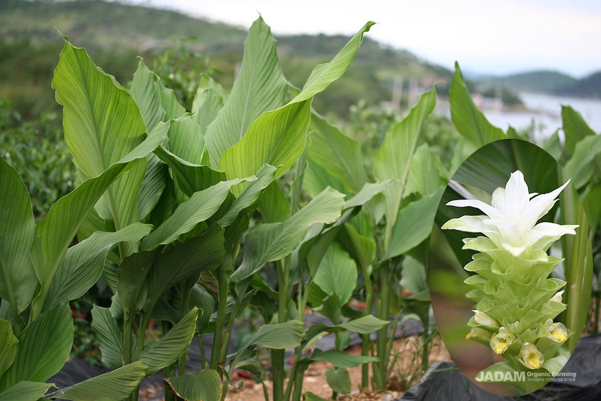 A perennial plant in the ginger family, long cultivated across Asia as a dye, medicine, and food.