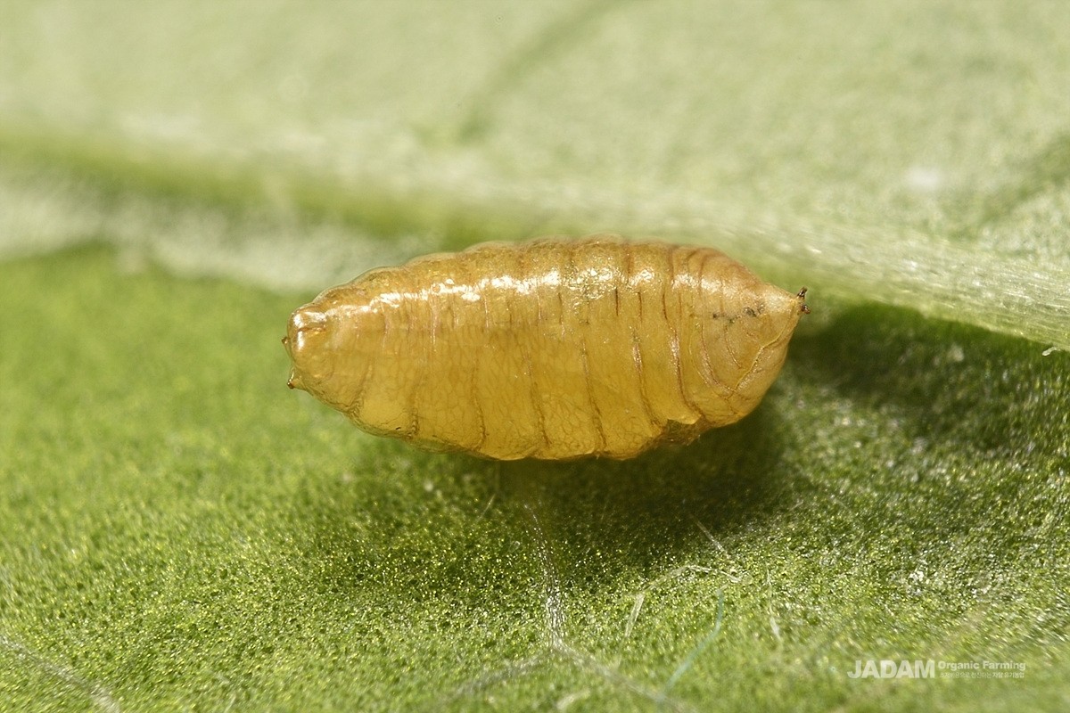 Vegetable leafminer pupa