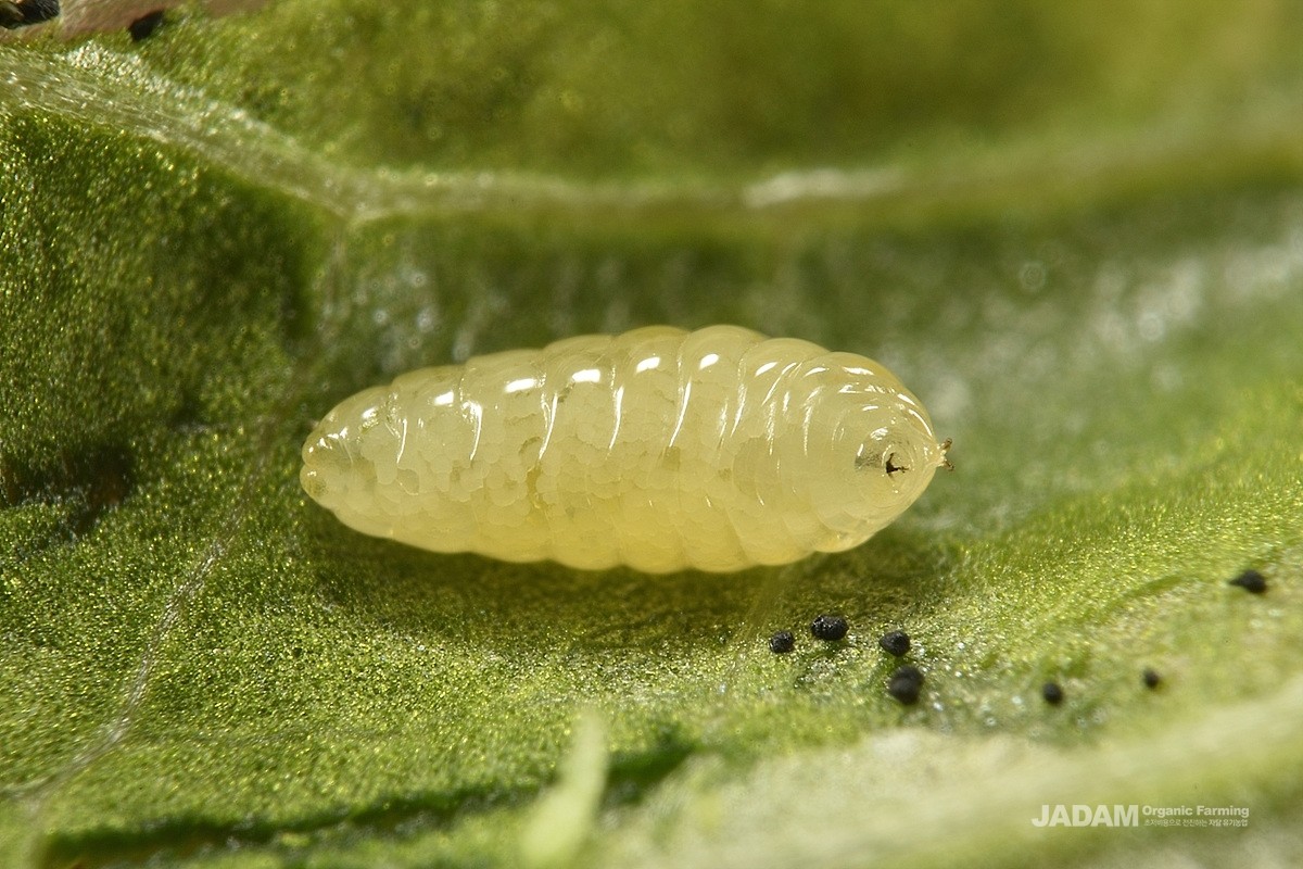 Vegetable Leafminer (Serpentine leafminer)