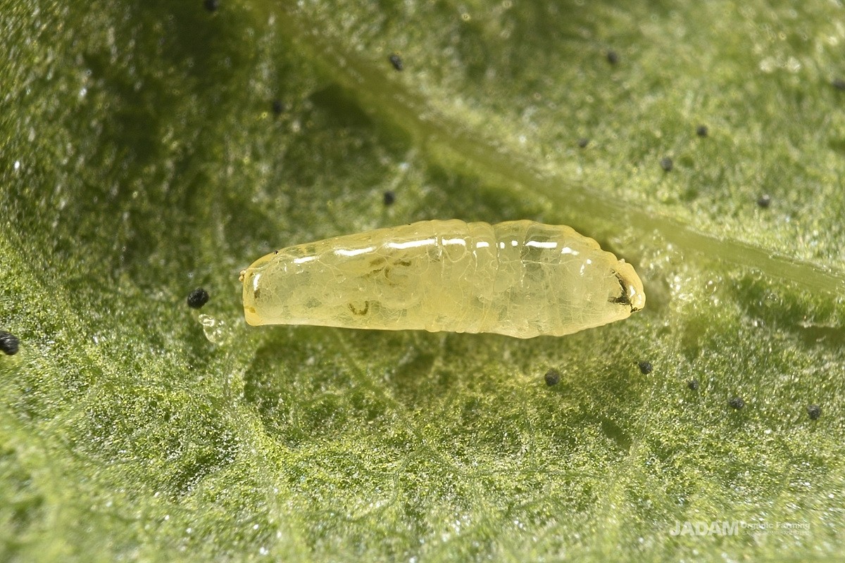 Vegetable Leafminer (Serpentine leafminer)