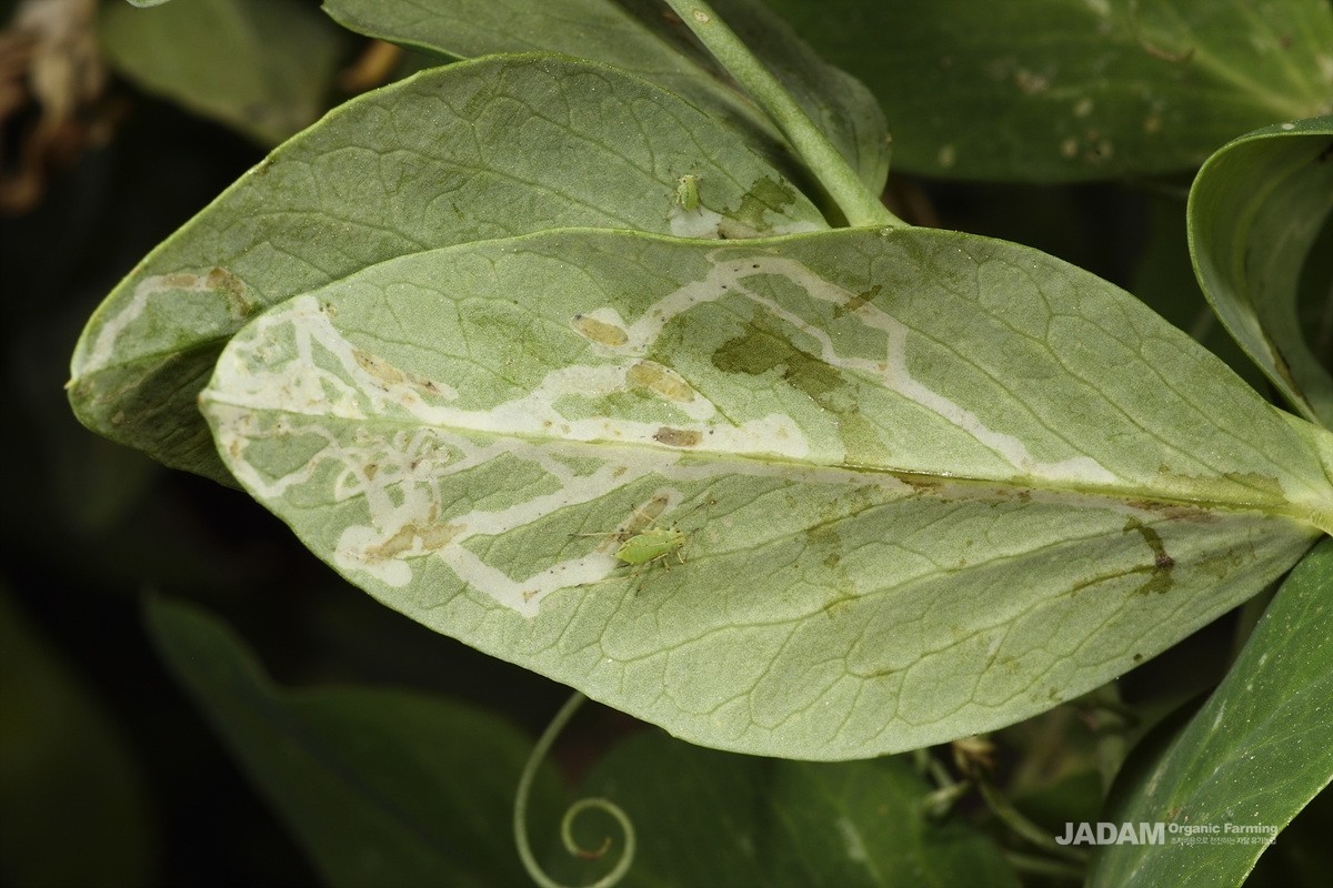 Vegetable Leafminer (Serpentine leafminer)