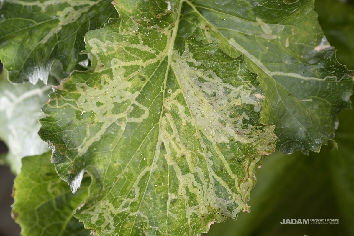 Leaf of Eruca vesicaria damaged by vegetable leafminer larvae (upper side view)