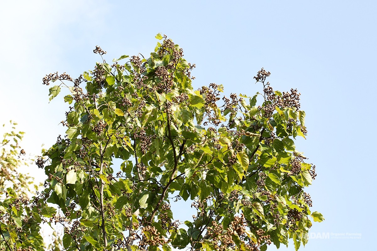 It is a tall tree belonging to the buckthorn family, found rarely across Korea, though nowadays it is widely cultivated.