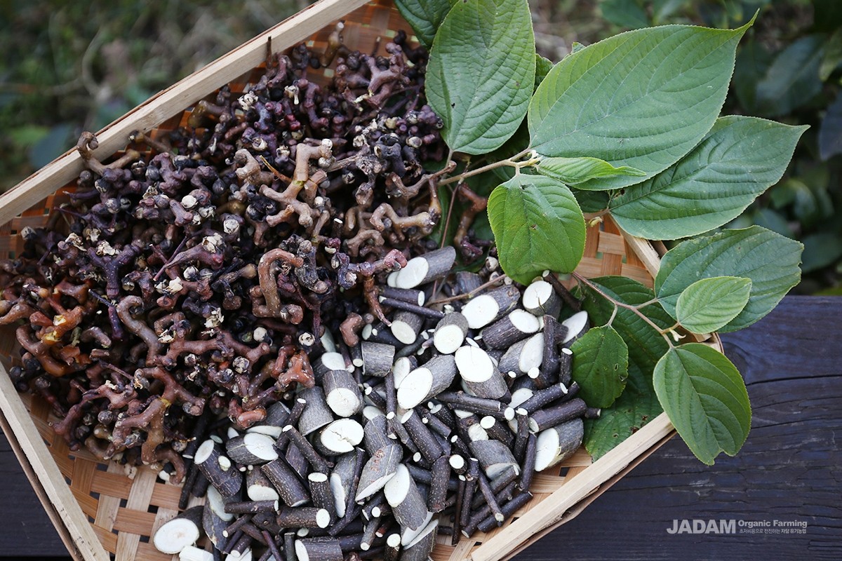The leaves, young twigs, and fruits are used as medicinal materials as well as food ingredients.