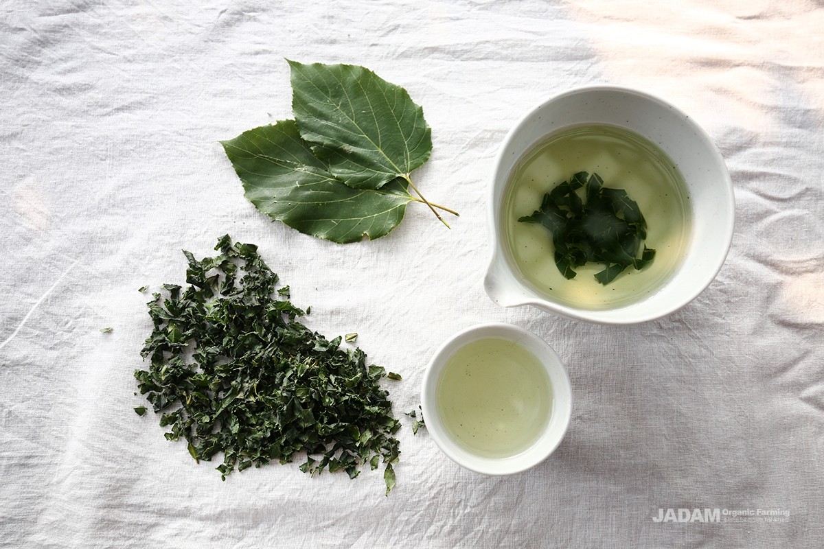 The young leaves can be eaten fresh as wraps or pickled, while the mature leaves are roasted and brewed into tea.