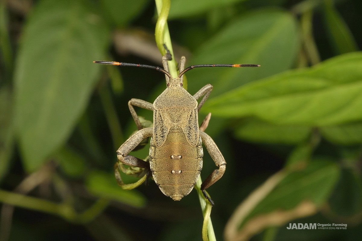 Last instar Dallas’s leaf-footed bug nymph
