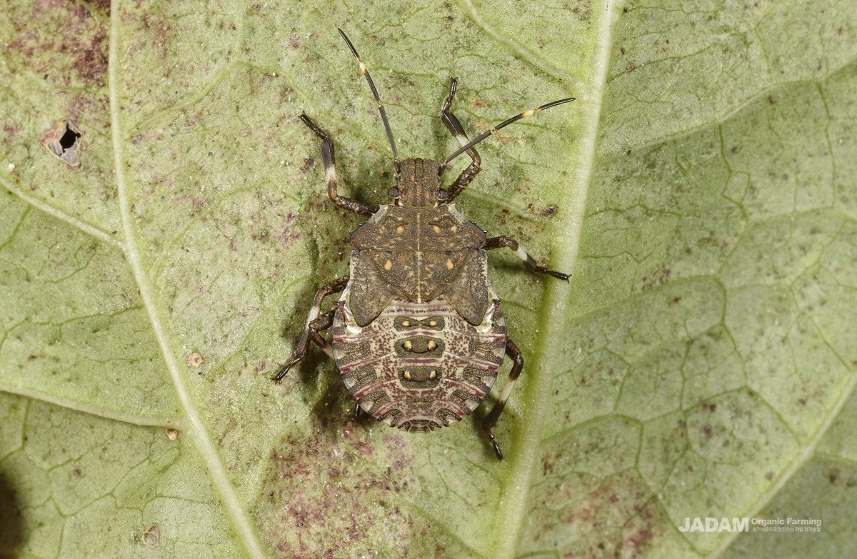 Brown marmorated stink bug nymph (on the leaves of bean)