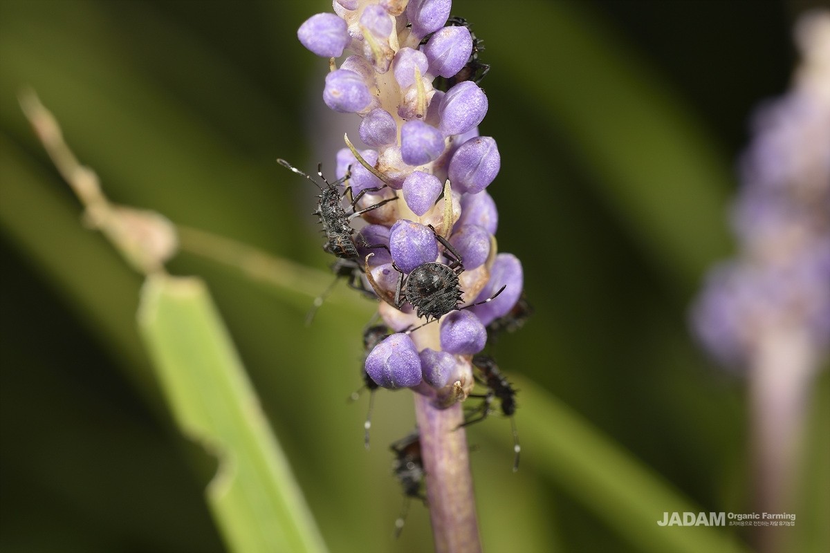 Damaged to Liriope caused by nymphs of the brown marmorated stink bug