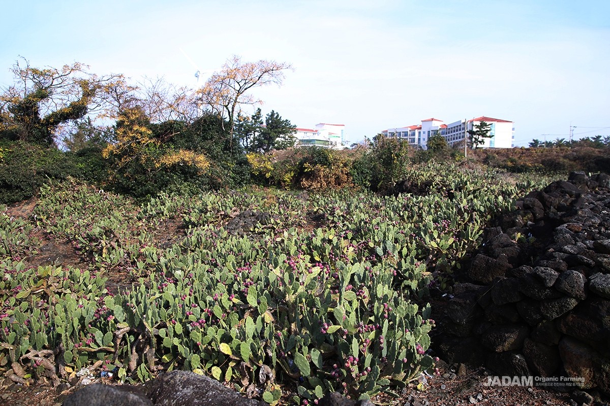 The prickly pear is a succulent plant of the cactus family native to Central and South America, and it grows naturally on Jeju Island.