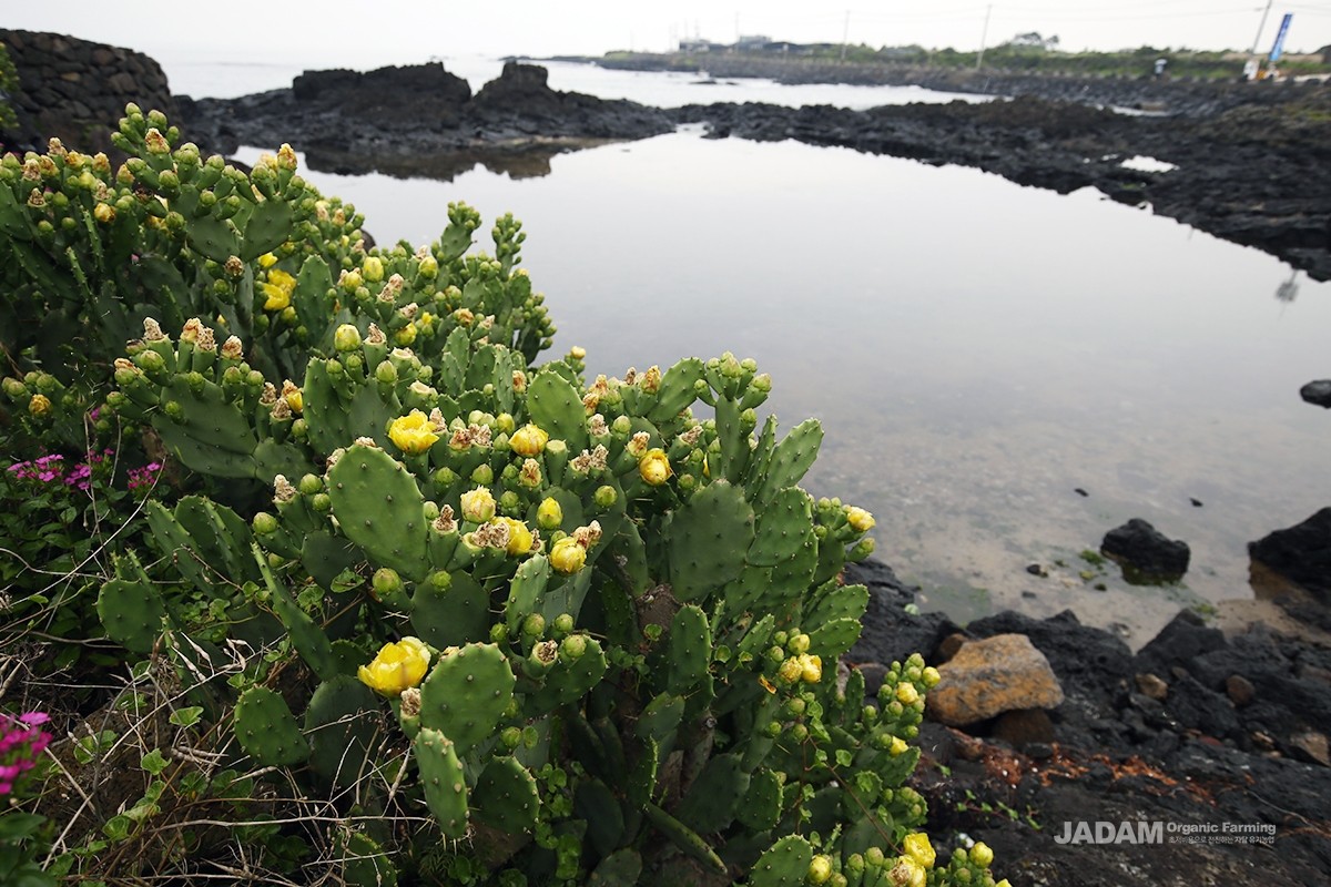 Small green fruits develop along the edges of its stems, and yellow flowers bloom there from May to June.