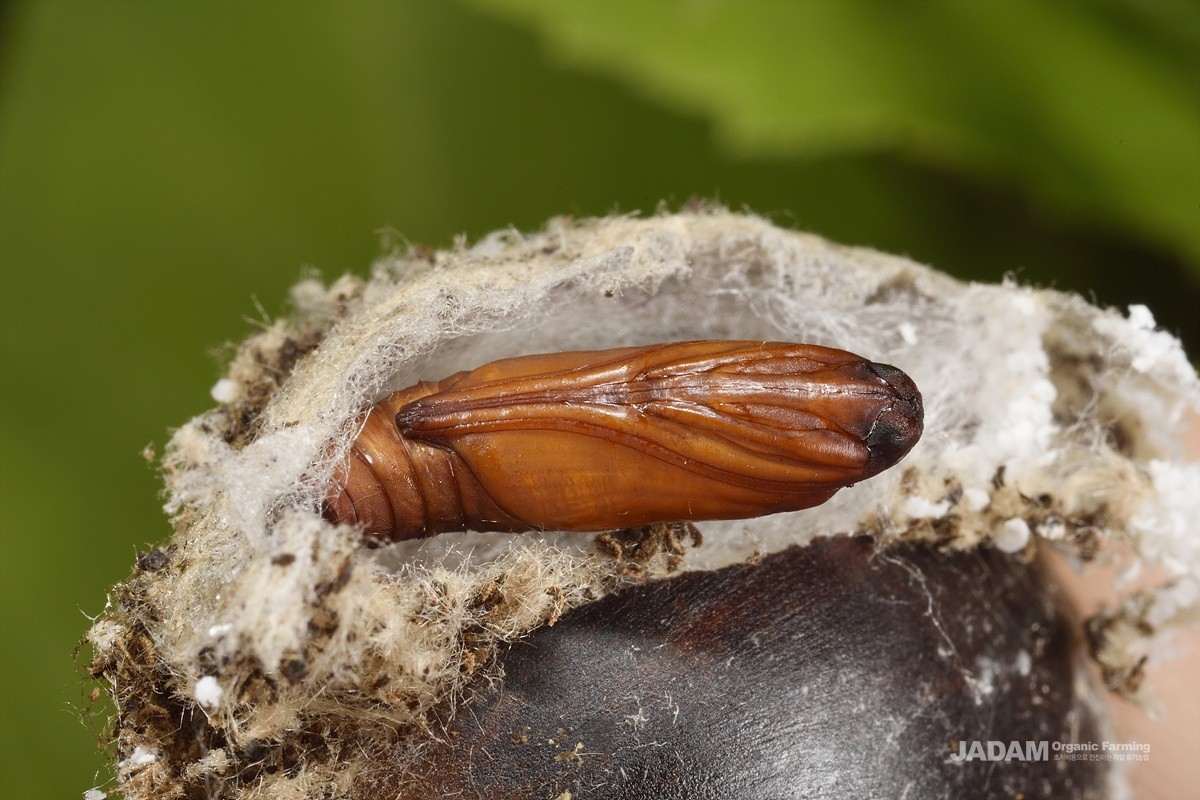 Yellow peach moth pupa