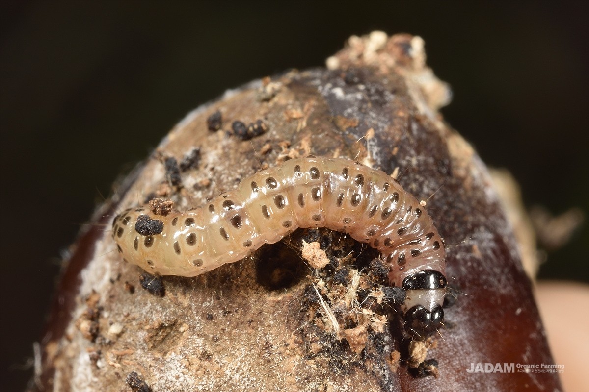 Late yellow peach moth larva