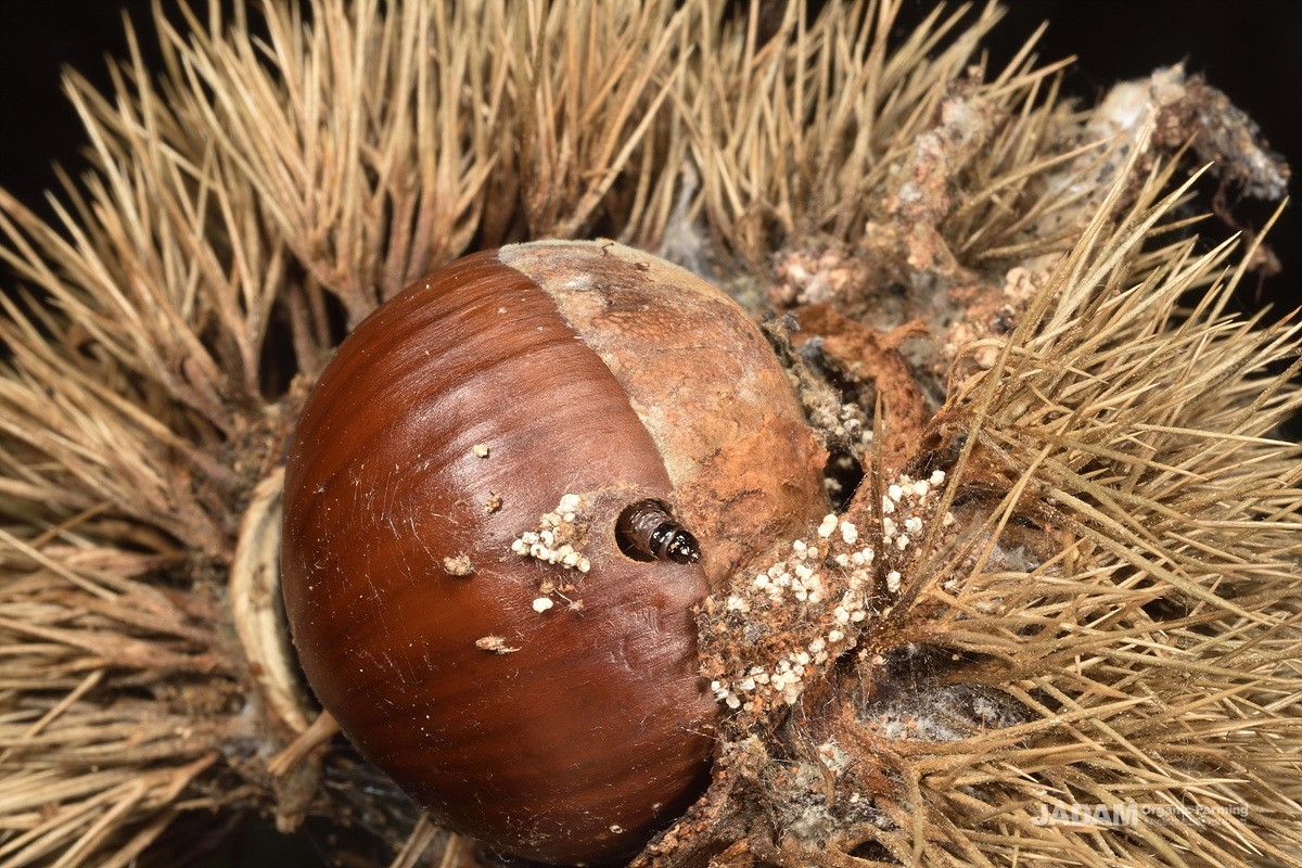 Damaged chestnut tree by yellow peach moths