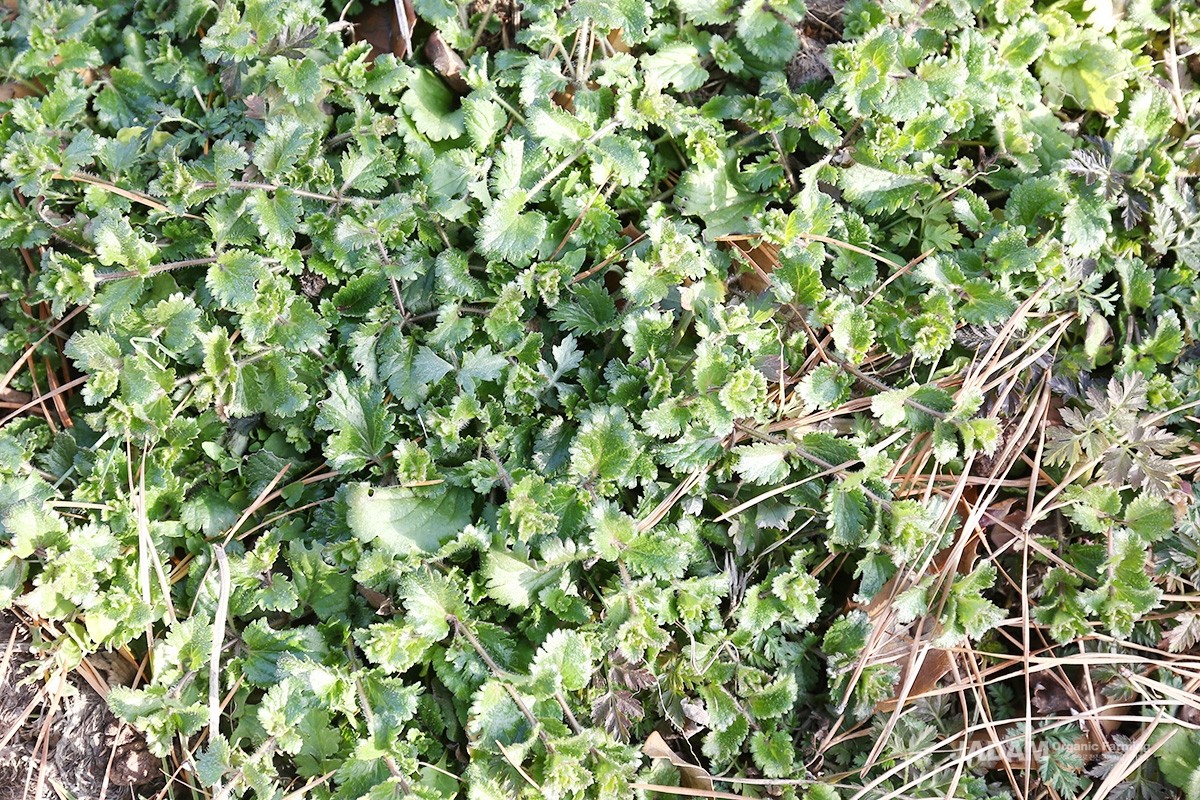 It is a winter annual herb that germinates in autumn and overwinters in a rosette form close to the ground.