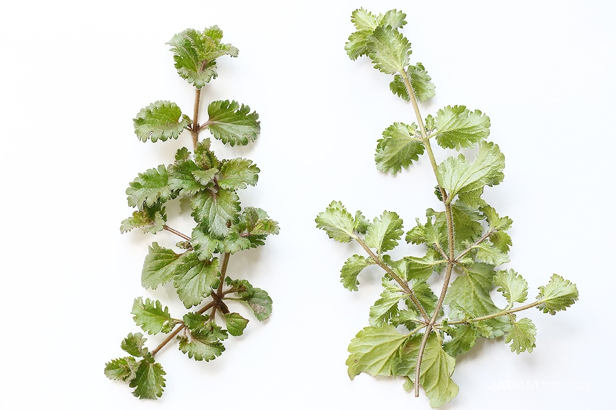 The stems branch out in several directions, and the leaves are oval-shaped with rounded serrations along the edges.