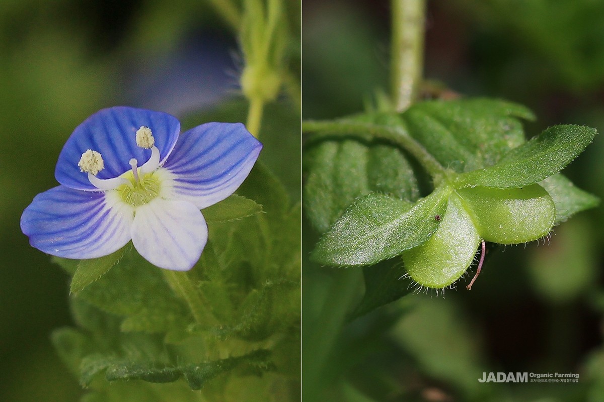 Flowers (left) and fruits (right) of Persian speedwell.