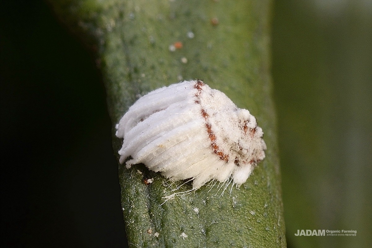 Egg sac of the cottony cushion scale