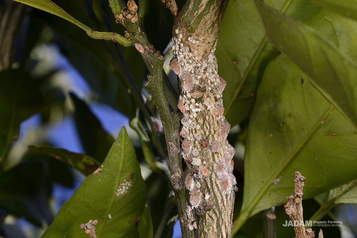 Damaged citrus caused by the cottony cushion scale.