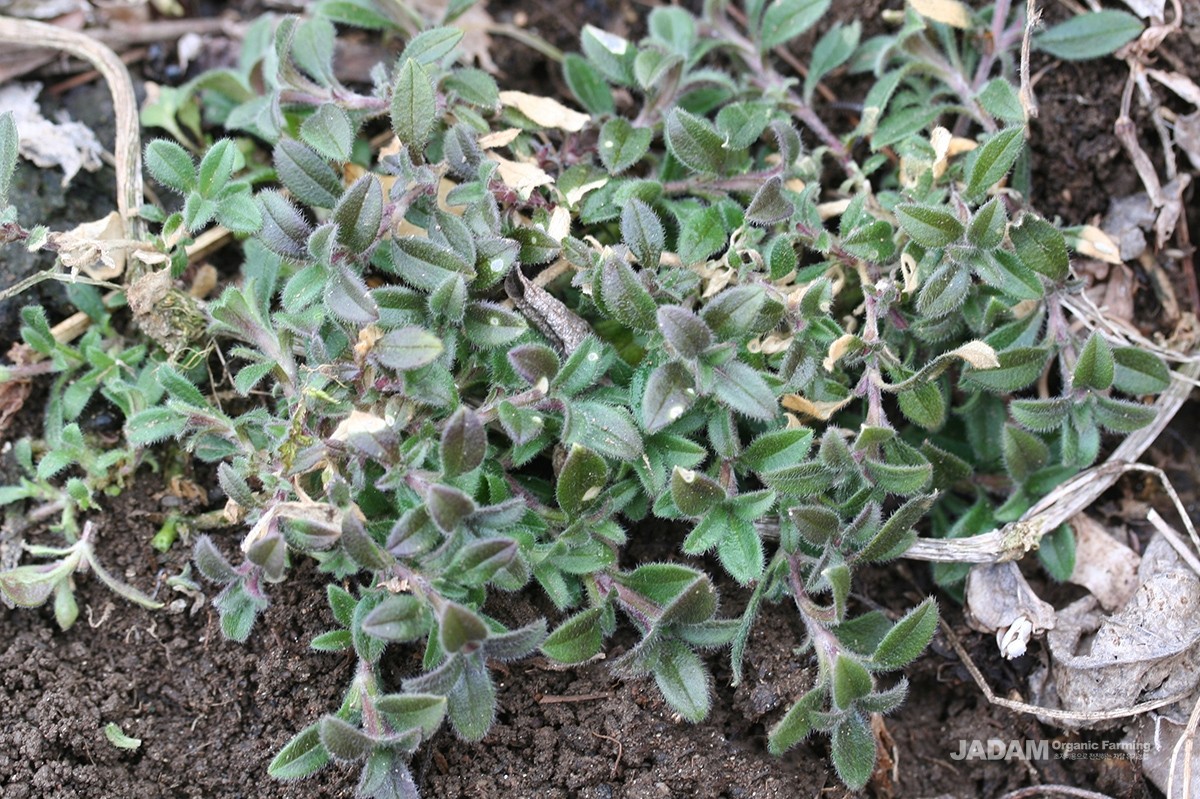 It is a winter annual commonly found around fields, paddy embankments, and orchards.