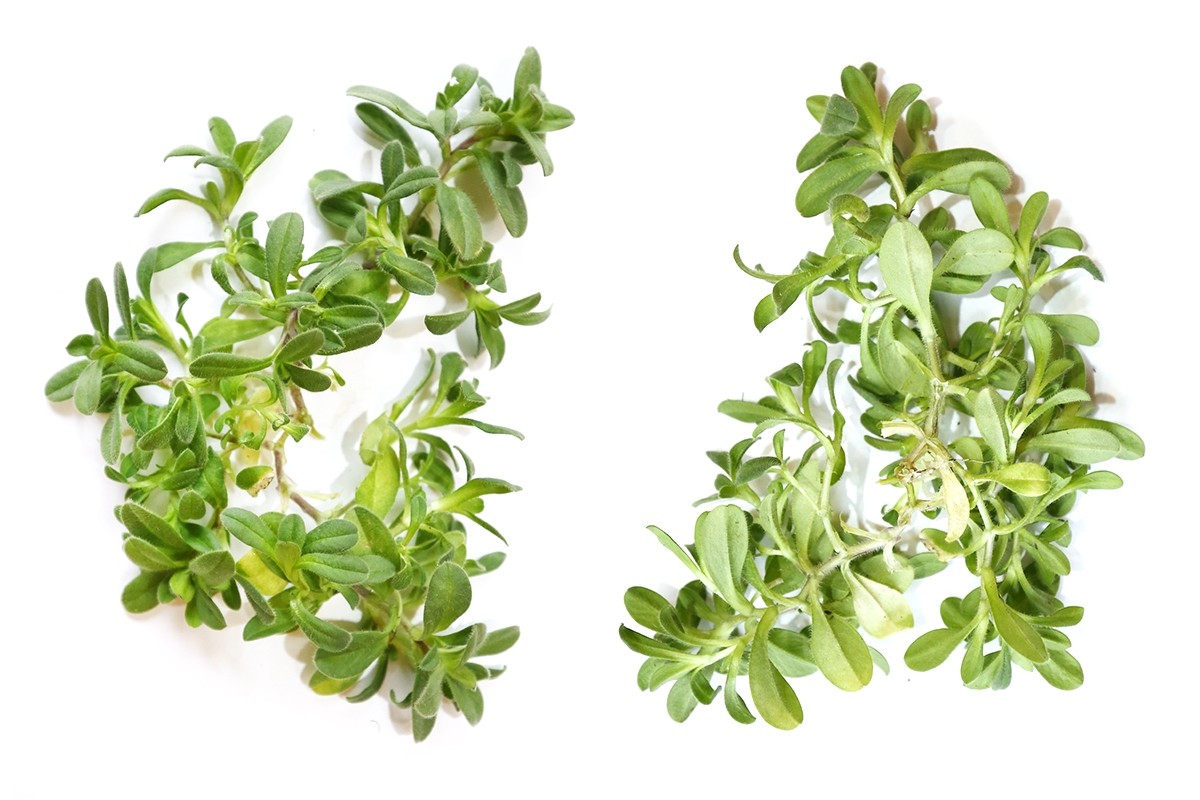 Clammy chickweeed is light green overall, and the lower stem leaves are spatulate in shape.