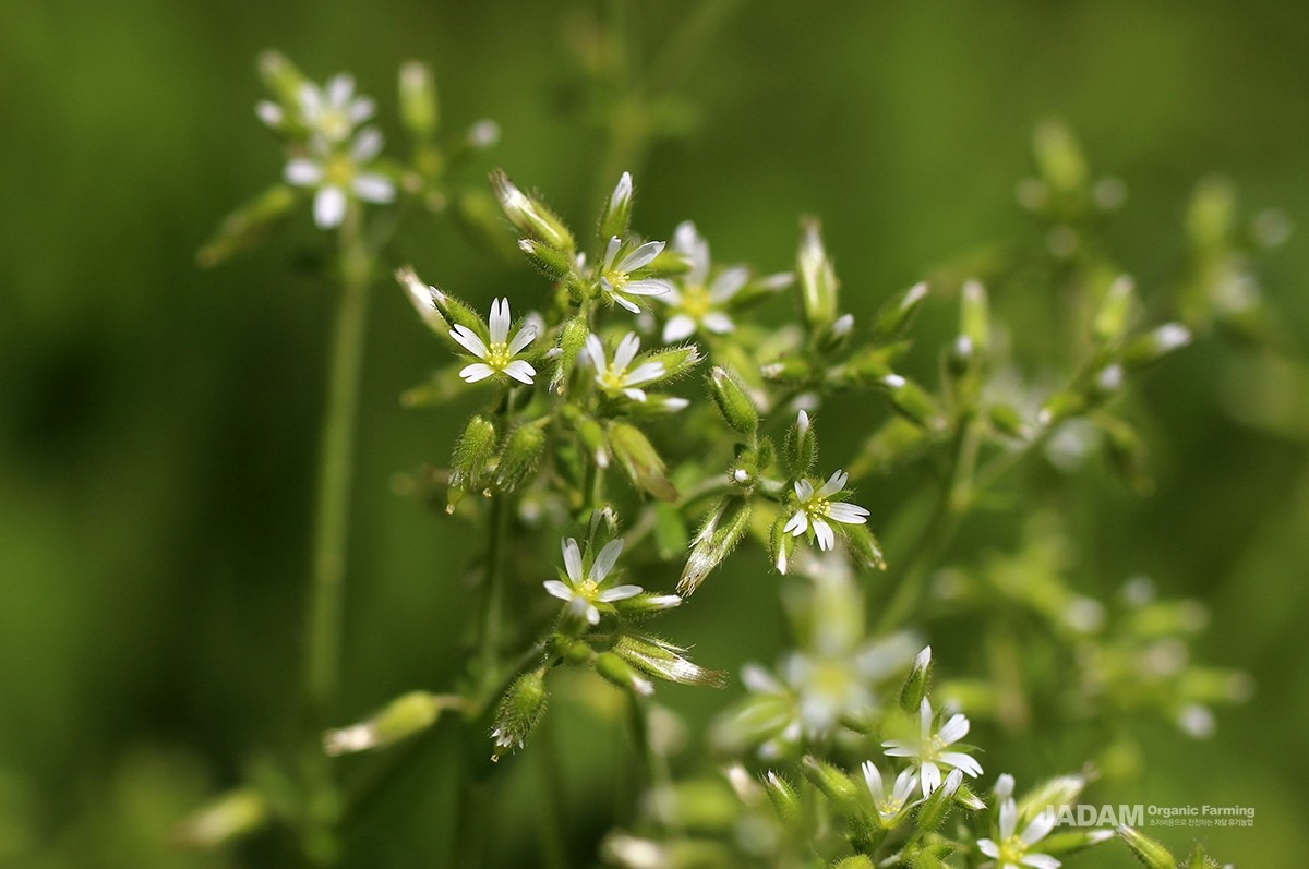 From April to June, white flowers cluster at the tips of the stems (Above: Hallasan mouse-ear chickweed, below: clammy chickweed)